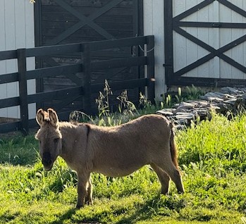 Donkey near the barn at Vaquera Ranch